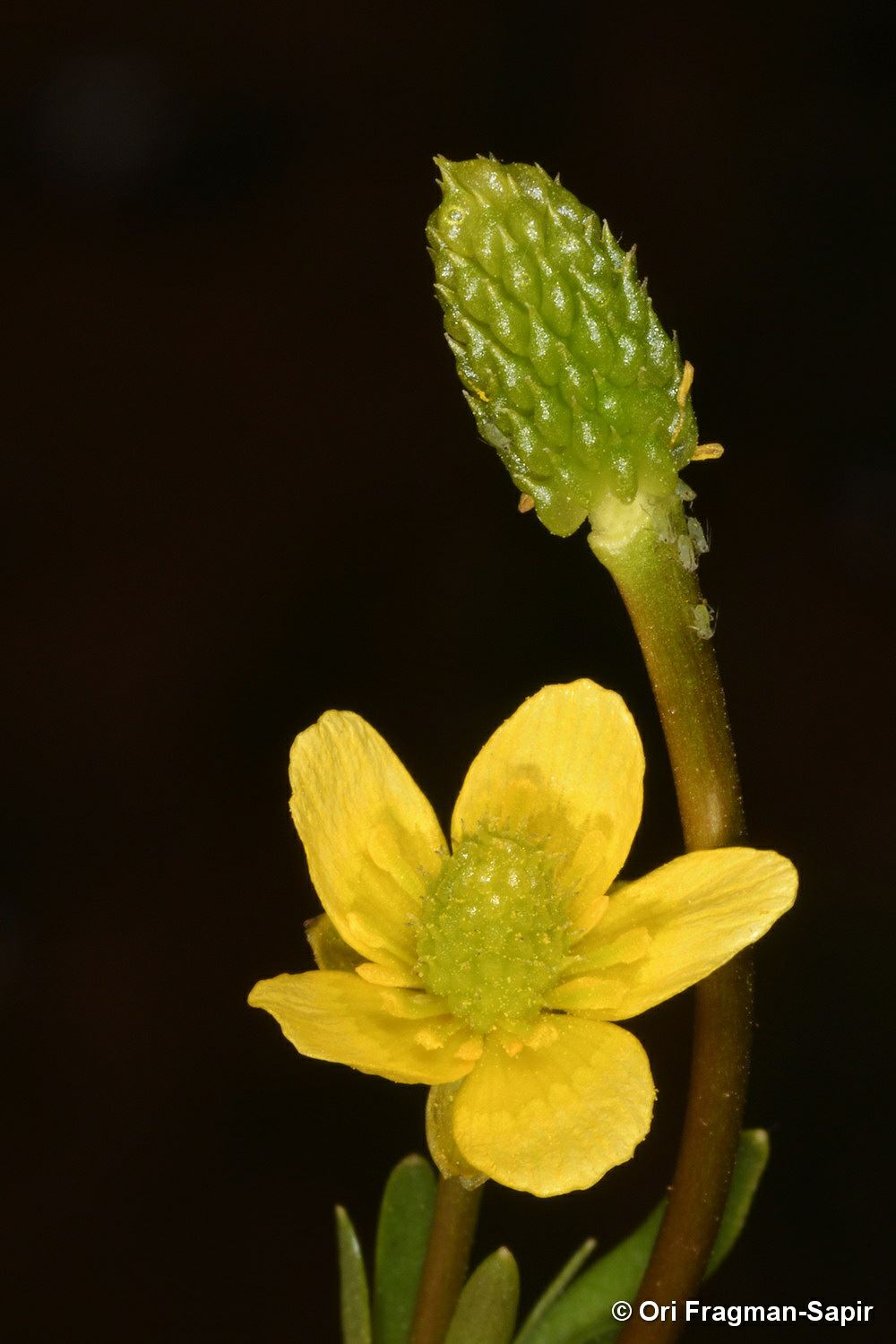 Ranunculus myosuroides - Mouse-tail Buttercup, נורית זנובה, נורית זנובה