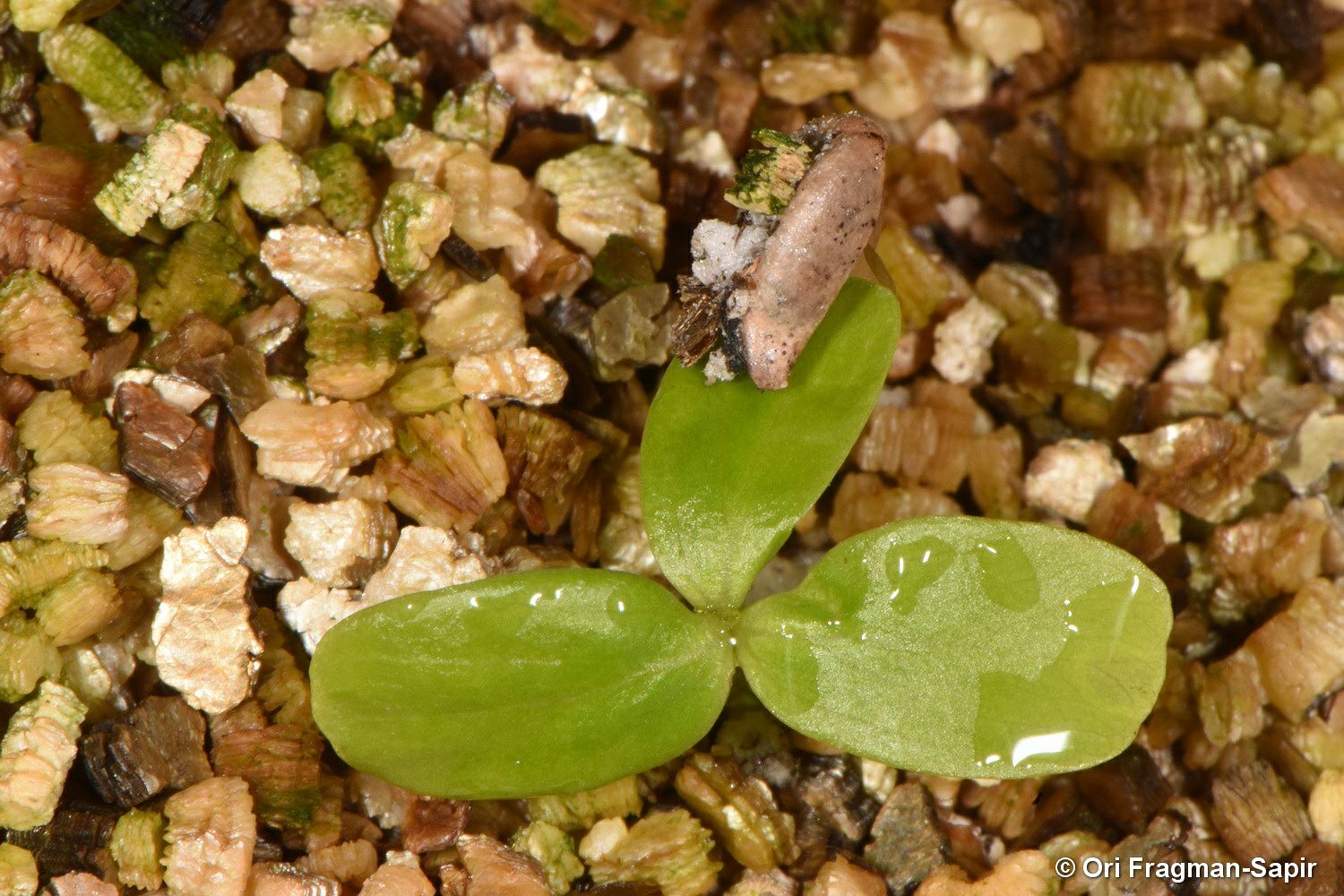 Rhamnus libanotica - Lebanon Buckthorn, אשחר הלבנון, אשחר  הלבנון