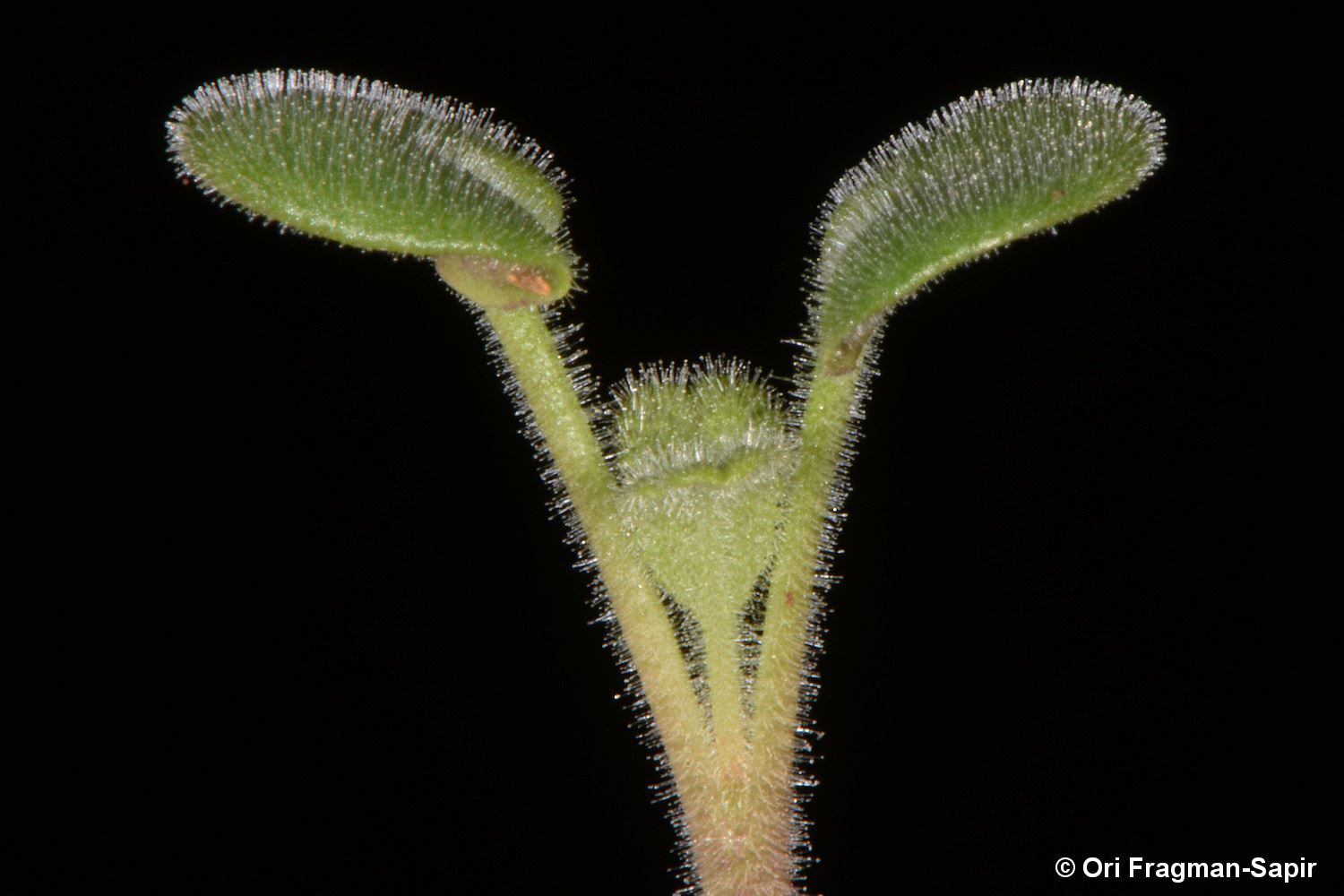 Salvia multicaulis