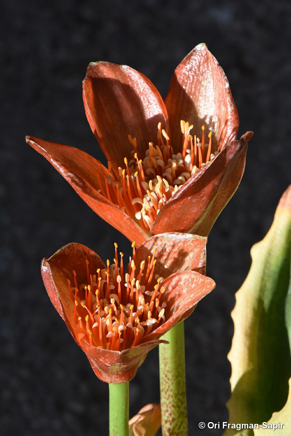 Scadoxus membranaceus - Dwarf Paintbrush, Blood Lily, סקדוקס קרומי, סקדוקס קרומי