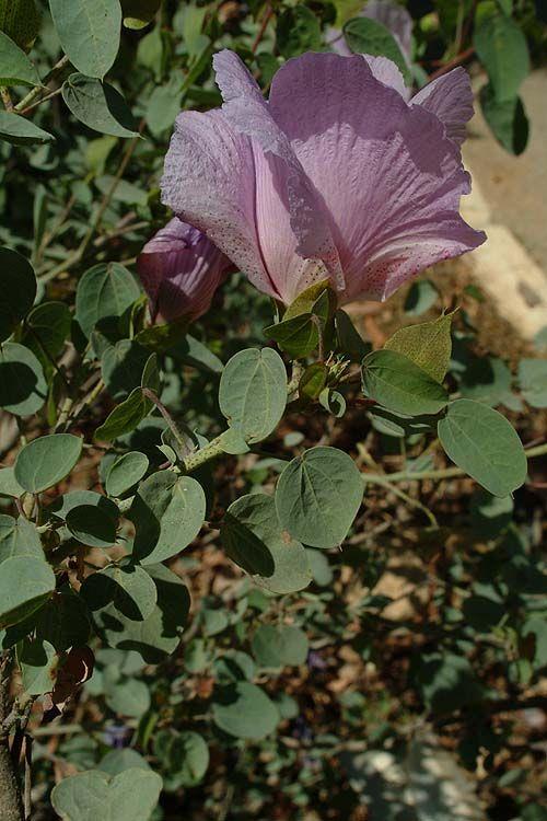 Gossypium sturtianum 'Pink' - Sturt's Desert Rose, כותנת סטֶרט, כותנת סטֶרט