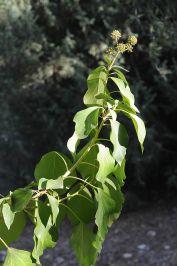 Hedera colchica - Bullock's Heart Ivy, Persian Ivy, Large-leaved Ivy, Colchis Ivy, קיסוס קשקשי, קיסוס קשקשי