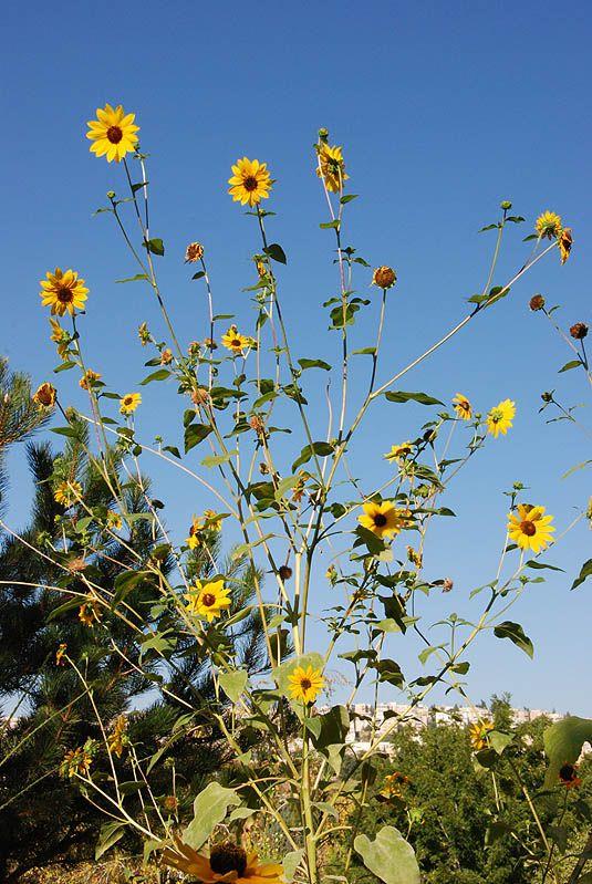 Helianthus annuus 'Autumn' - Common Sunflower, חמנית מצויה, חמנית מצויה