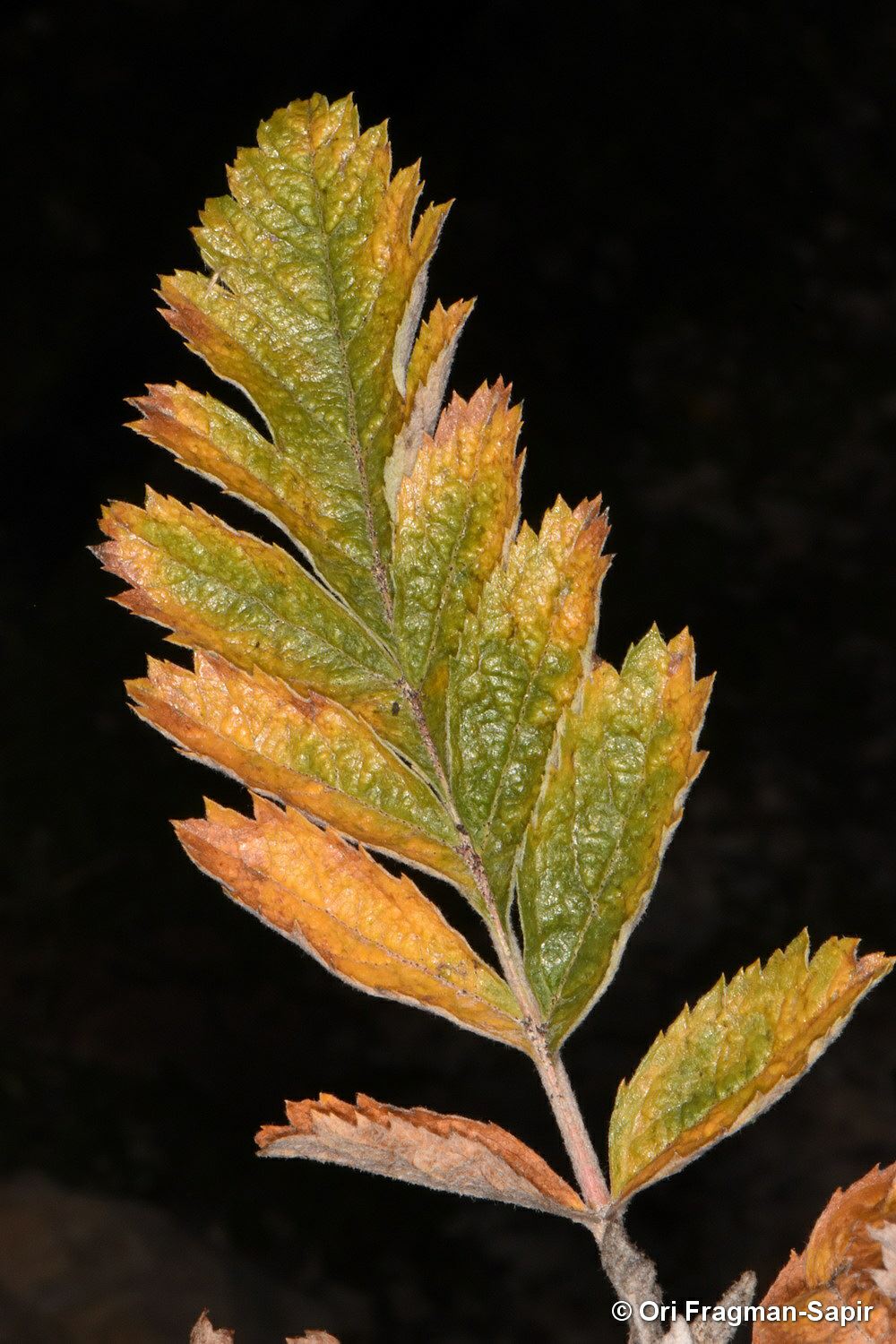 Sorbus roopiana