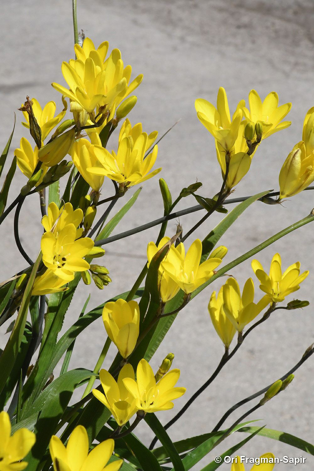 Sparaxis grandiflora subsp. acutiloba - ספרקסיס גדול-פרחים תת-מין חד-אונות, ספרקסיס גדול-פרחים, ספרקסיס גדול-פרחים תת-מין חד-אונות
