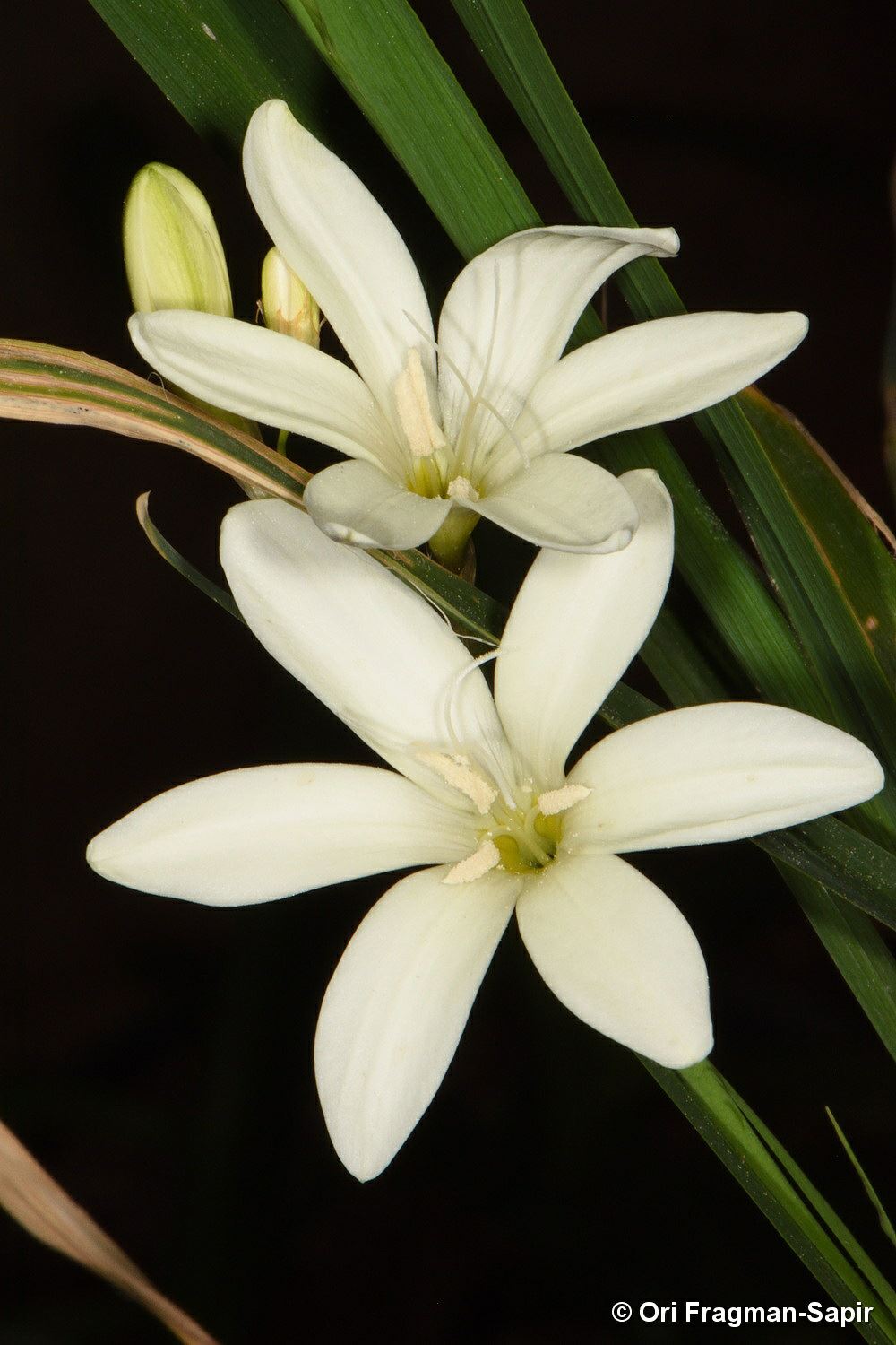 Sparaxis grandiflora subsp. fimbriata - ספרקסיס גדול-פרחים תת-מין גדילי, ספרקסיס גדול-פרחים תת-מין תת-מין פימבריאטה