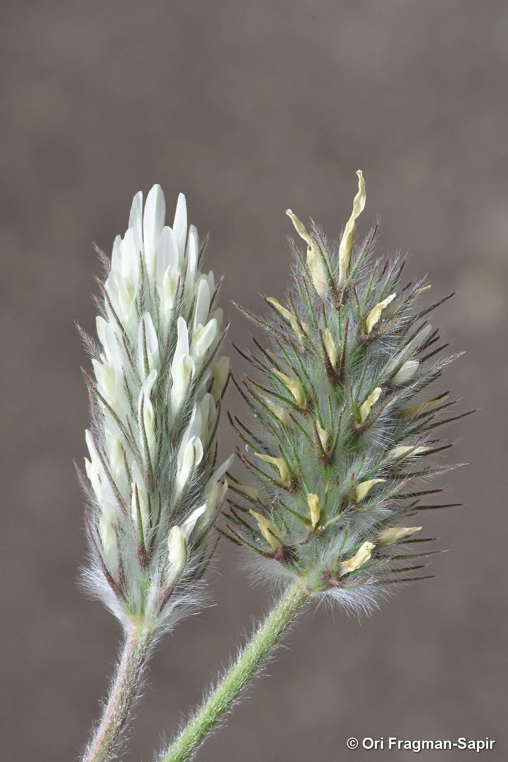 Trifolium palaestinum - Palestine Clover, תלתן ארץ-ישראלי, תלתן ארץ-ישראלי