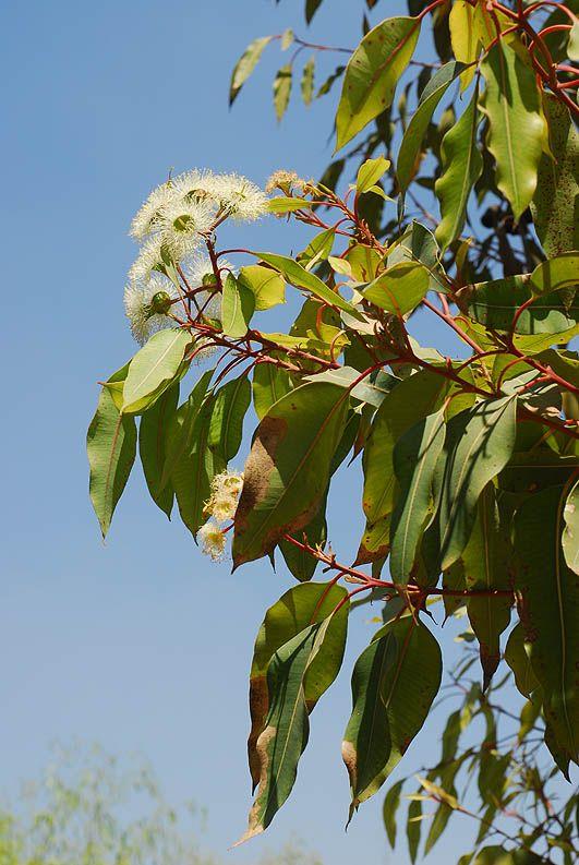 Corymbia calophylla - Marri, Port Gregory, Red Gum, קורימביה יפת-עלים, קורימביה יפת-עלים