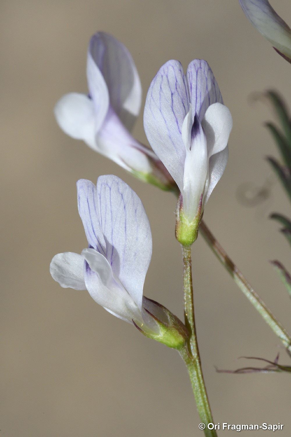 Vicia articulata - One-flower Vetch, Single-flowered Vetch, בקיית הפרקים, בקיית הפרקים