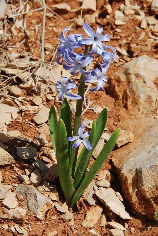 Hyacinthus orientalis 'Ostara' - Ostara Dutch Hyacinth, יקינתון מזרחי, יקינתון מזרחי