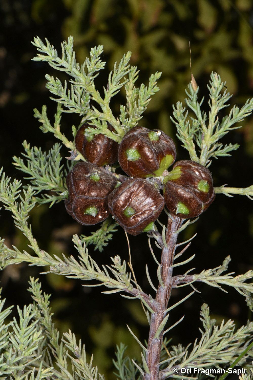 Widdringtonia schwarzii - Willowmore Cypress, Willowmore Cedar, ווידרינגטוניית שוורץ