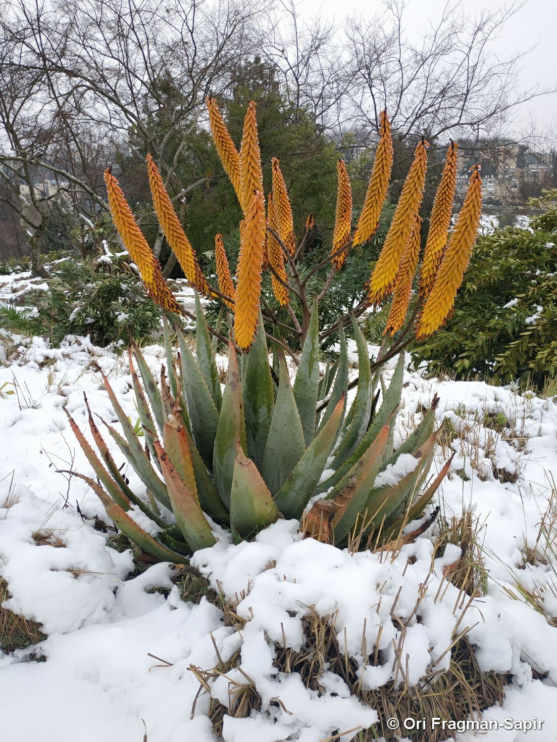 Aloe marlothii × ferox