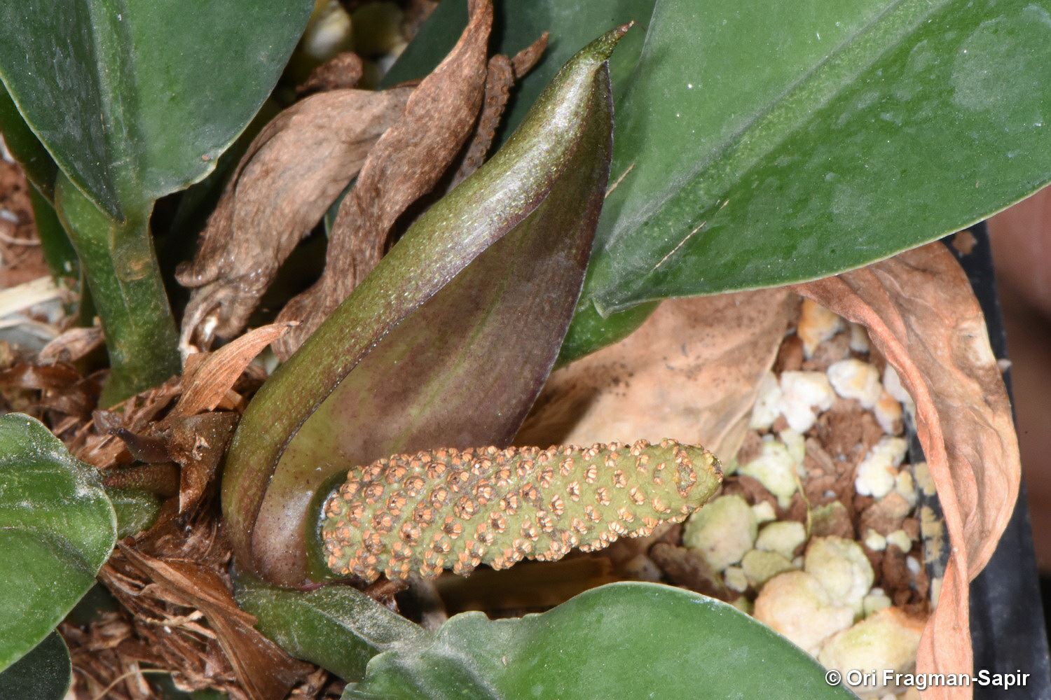 Anthurium ensifolium