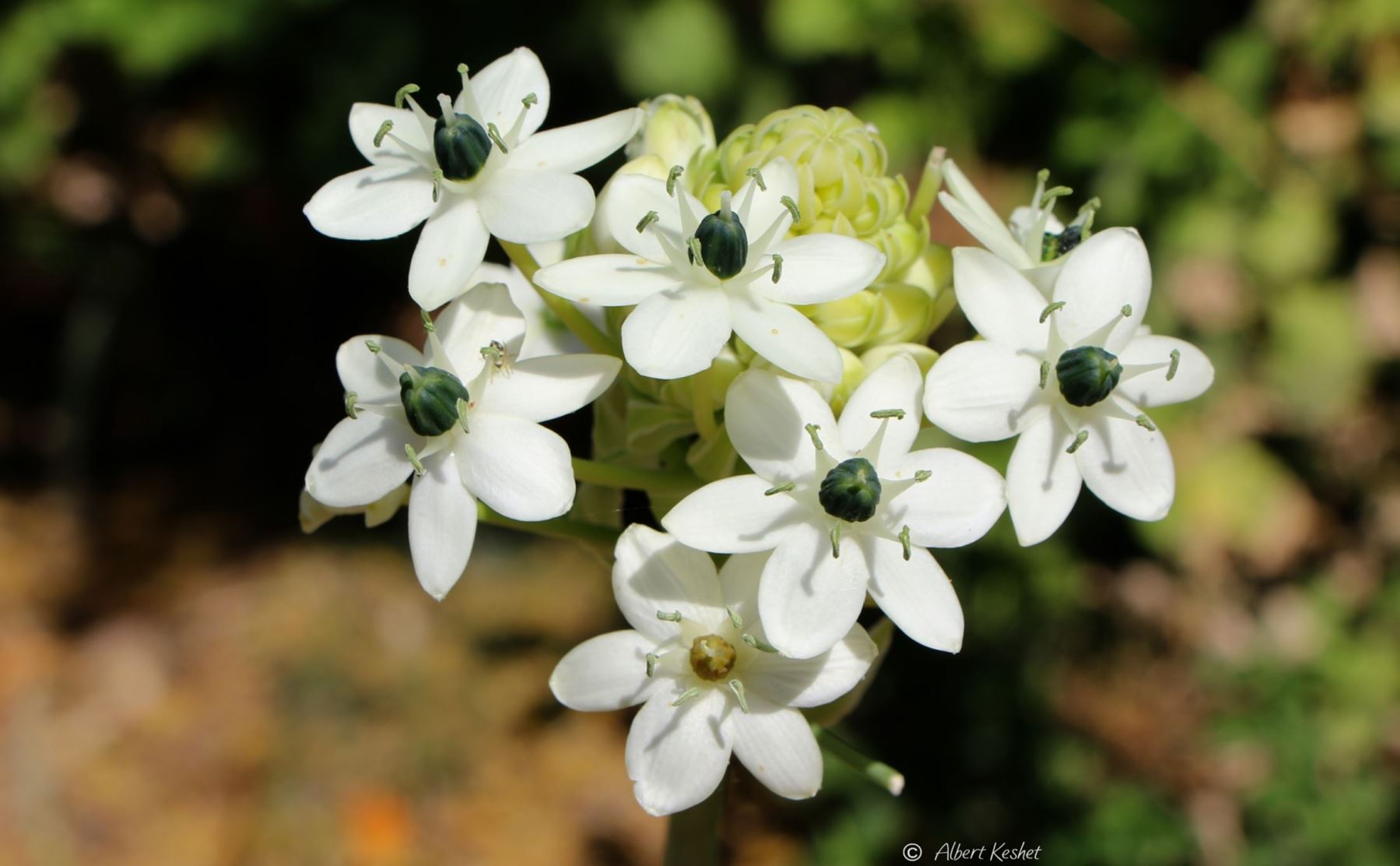 Ornithogalum saundersiae