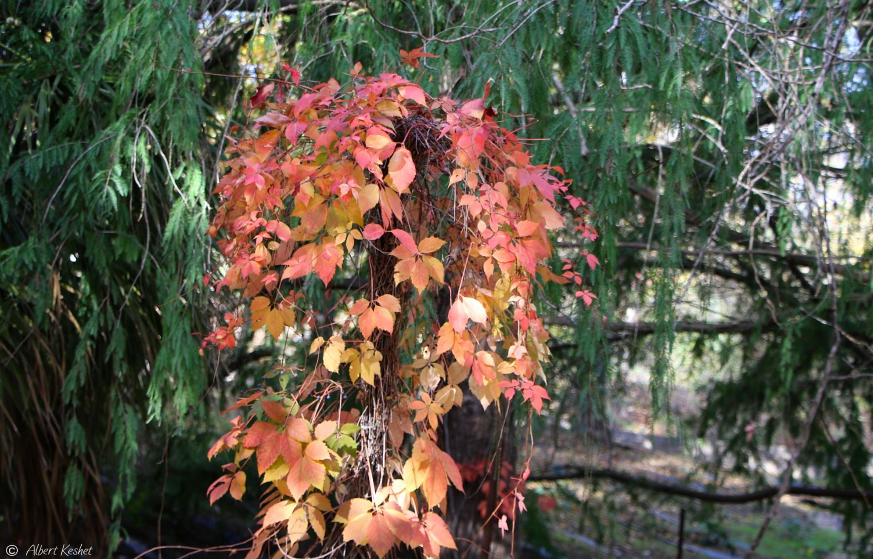 Parthenocissus quinquefolia - Virginia Creeper, Five-leaved ivy, Five-finger, Woodbine, גפנית מחומשת, גפנית מחומשת