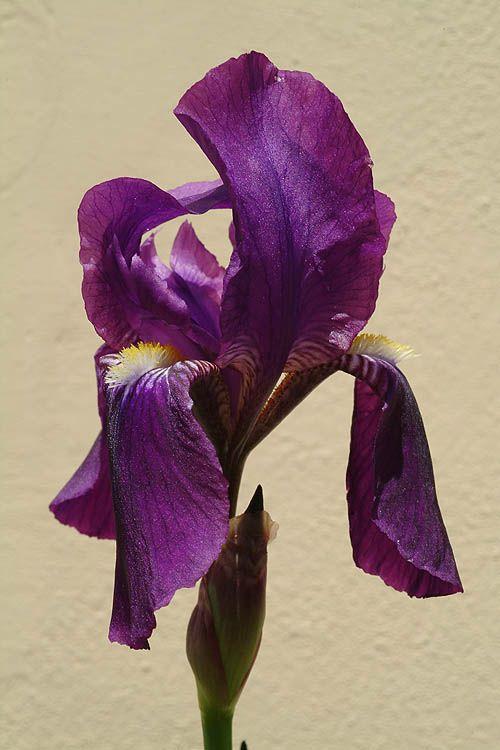 Iris 'Plum Plum' - Dwarf Bearded Iris 'Plum Plum', איריס גרמני, איריס גרמני