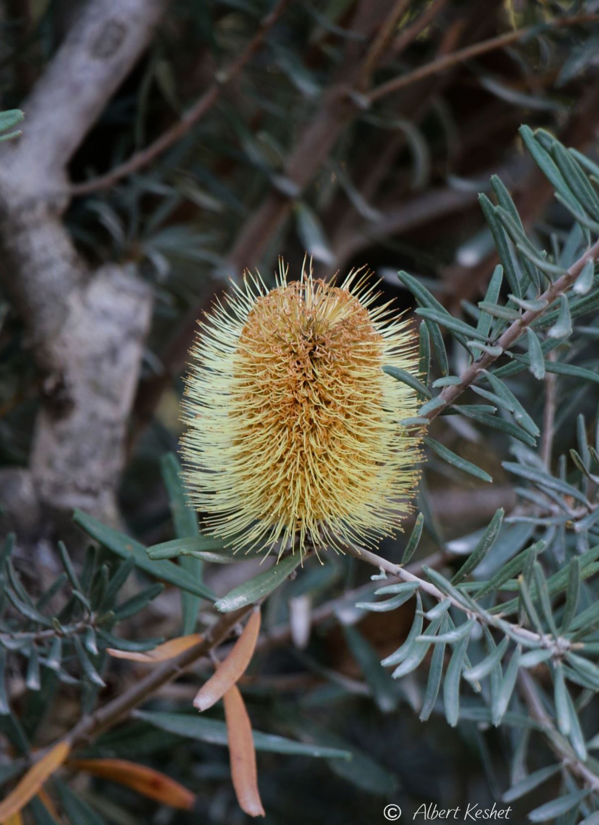 Banksia marginata - Silver Banksia, Warrock, בנקסיה מלולה, בנקסיה  מלולה, בנקסייה מלולה