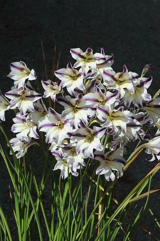 Gladiolus hybrid 'White and Violet' - סייפן מכלוא 'לבן סגול', סייפן מכלוא 'לבן סגול'