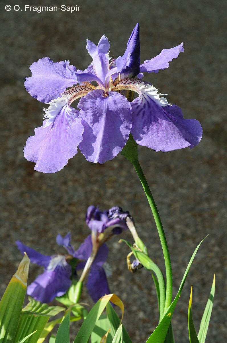 Iris tectorum - Japanese Root Iris, Roof Iris, Wall Iris, איריס הגגות, איריס הגגות