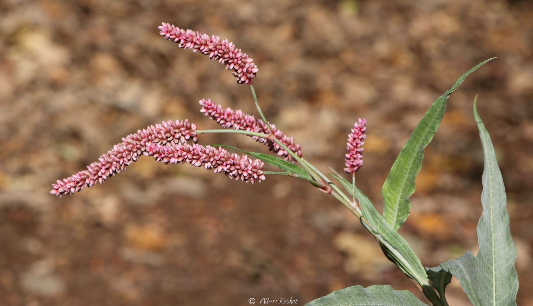 Persicaria lanigera - Pink Knotweed, African Persicaria, בת-ארכובית צמירה, בת-ארכובית צמירה