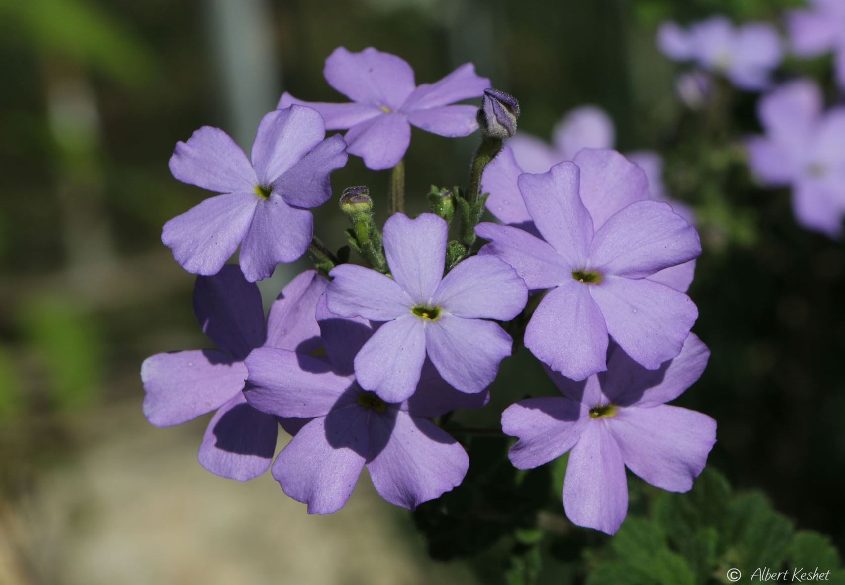 Jamesbrittenia grandiflora - Purple Glory Plant, ג'יימסבריטניה גדולת-פרחים, ג'יימסבריטניה גדולת-פרחים