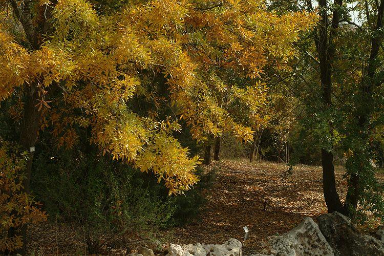 Quercus libani - Lebanon Oak, אלון הלבנון, אלון הלבנון