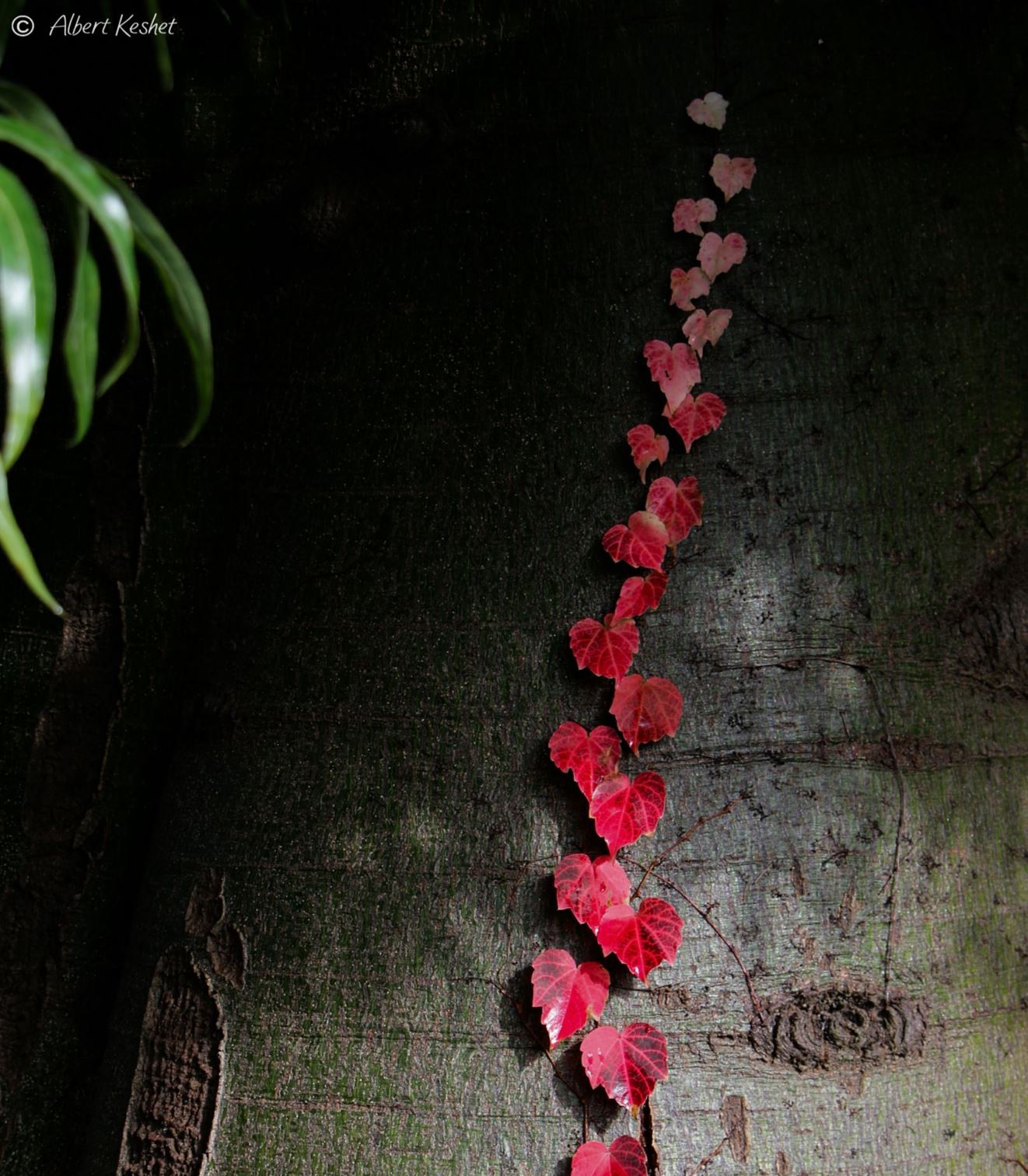 Parthenocissus tricuspidata - Boston Ivy, Japanese Ivy, Japanese Creeper, גפנית משולשת, גפנית משולשת