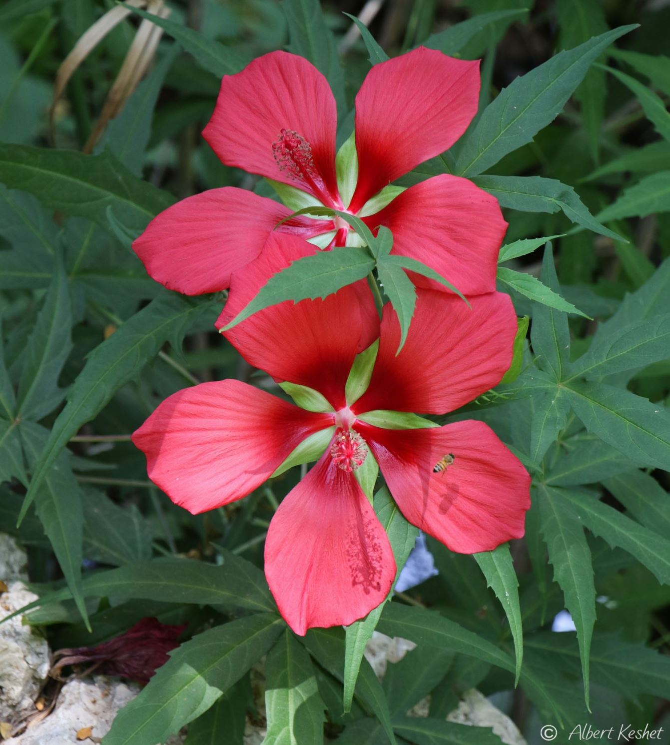 Hibiscus coccineus - Scarlet Rose Mallow, Texas Star, Brilliant Hibiscus, Scarlet Hibiscus, היביסקוס מזהיר, היביסקוס מזהיר