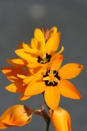 Ixia maculata - Spotted African Cornlily, Yellow Ixia, איקסיה נקודה, איקסיה נקודה