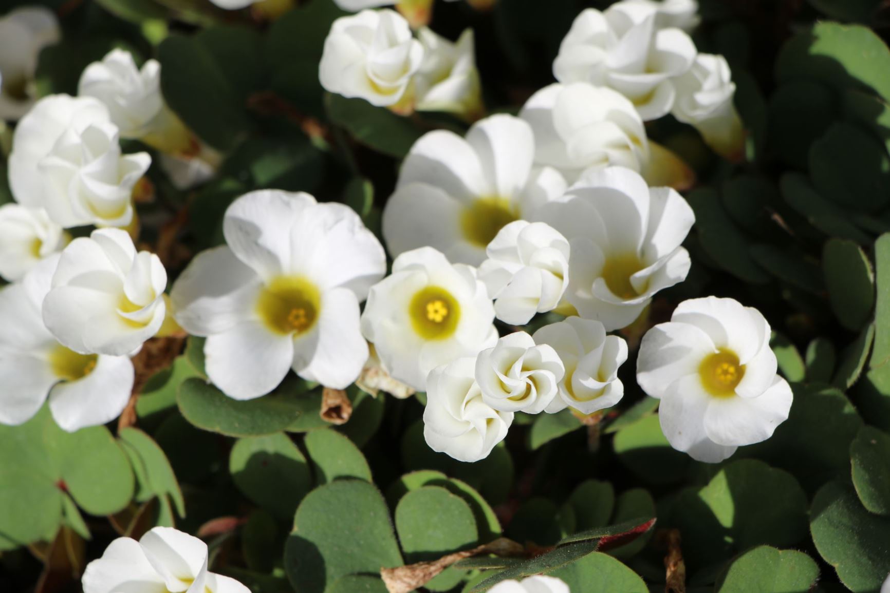 Oxalis 'Nevo' White flower - חמציץ 'נבו לבן', חמציץ מכלוא 'לבן'