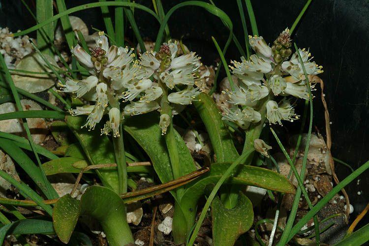 Lachenalia pustulata - Rough-leaved Lachenalia, לכנליה מגובששת, לכנליה מגובששת