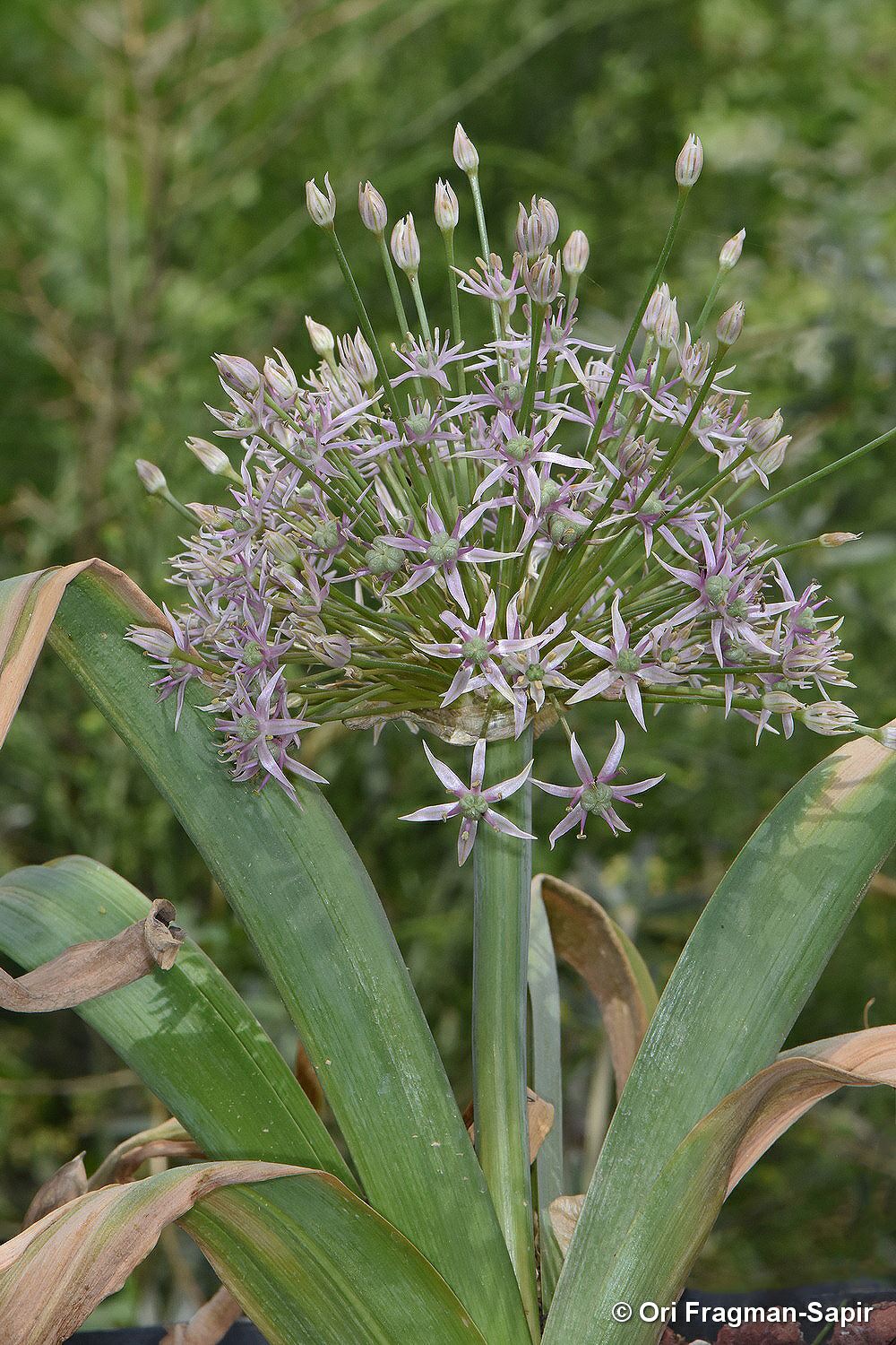 Allium schubertii - Schubert's Garlic, שום הגלגל, שום הגלגל