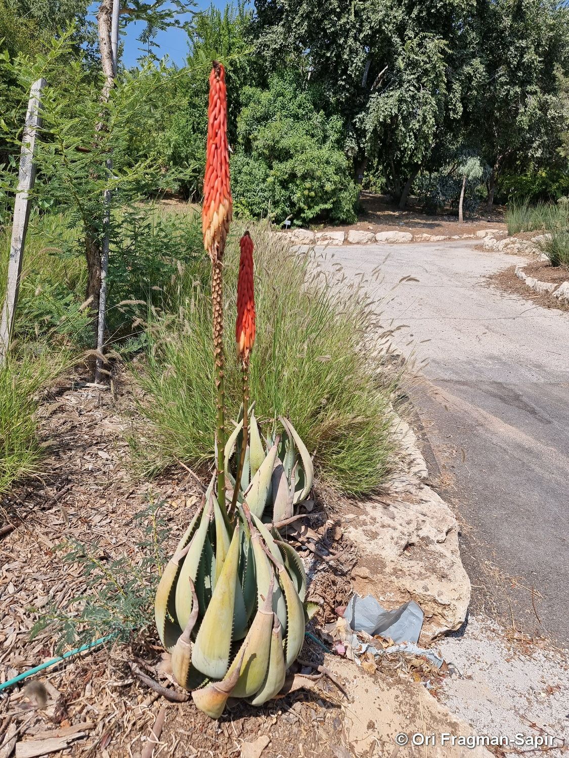 Aloe peglerae - Peglerae Aloe , אלווי פגלר, אלווי פגלר