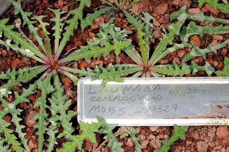 Launaea cervicornis - לוניאה איילית, לוניאה איילית