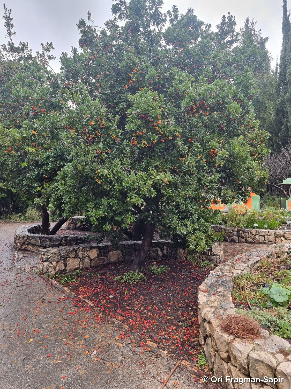 Arbutus unedo - Strawberry Tree, Apple of Cain, Cane Apple, Arbutus, קטלב משונן, קטלב משונן