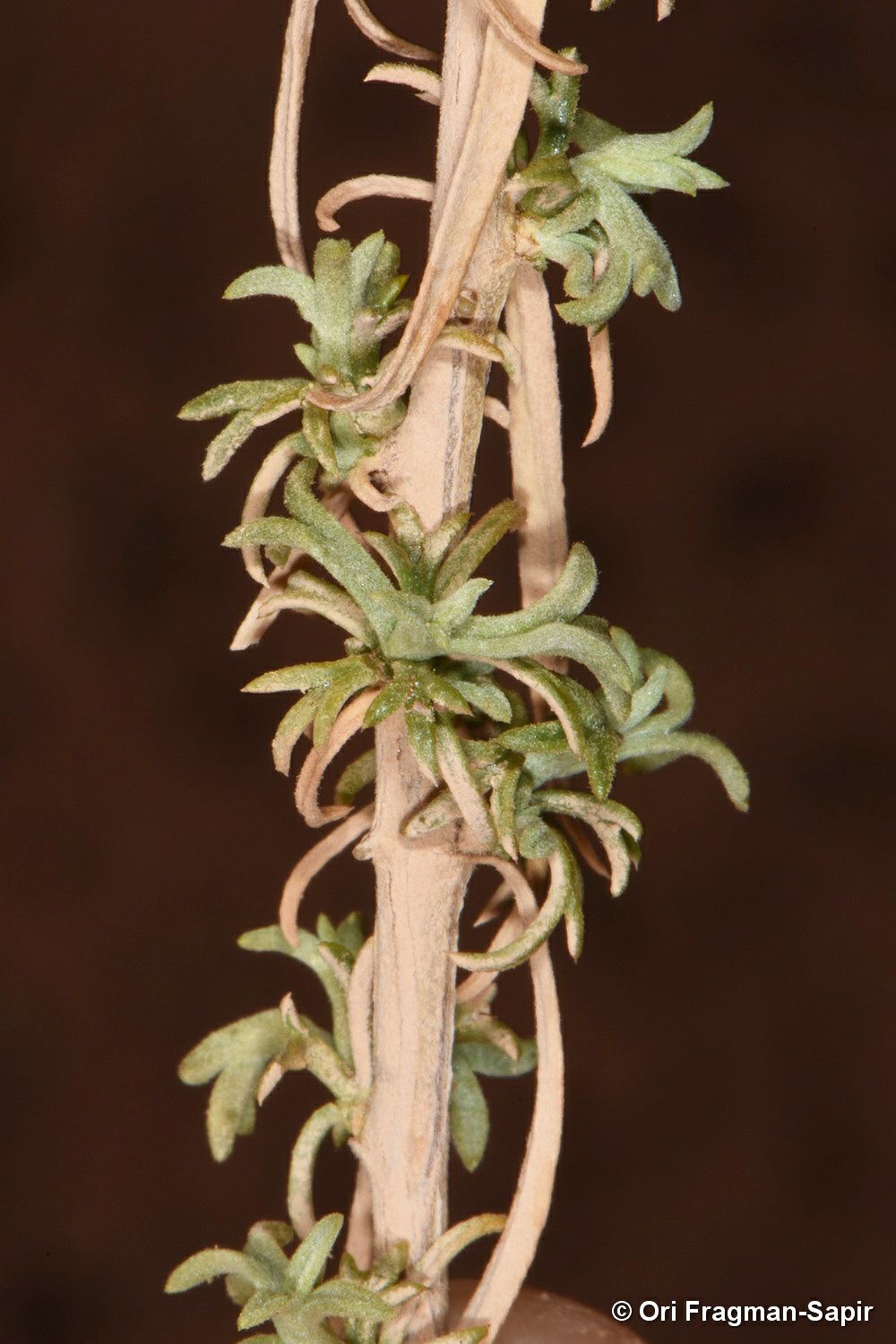 Artemisia jordanica
