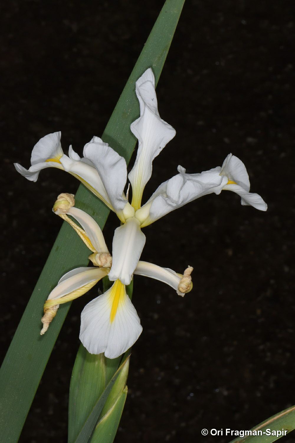 Iris orientalis - Spuria Beardless Iris, Yellow Banded Iris, Swamp Iris, איריס לבן, איריס לבן