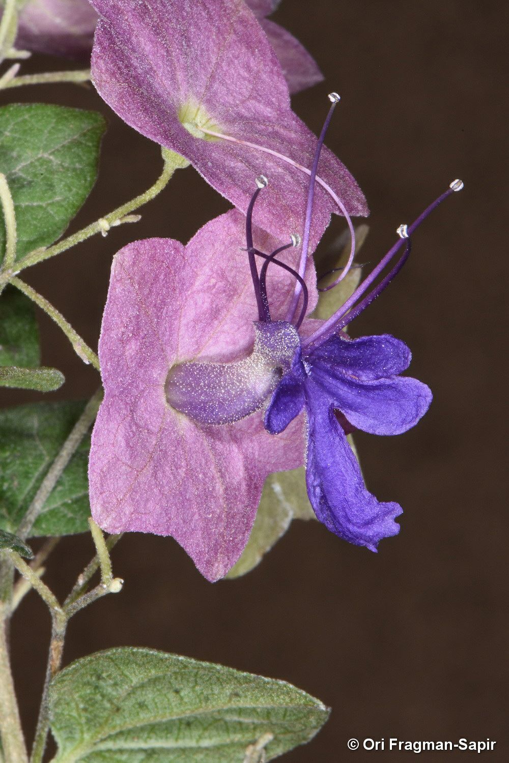 Karomia speciosa - Violet Holmskioldia, Parasol Flower, קרומיה הדורה, קרומיה הדורה