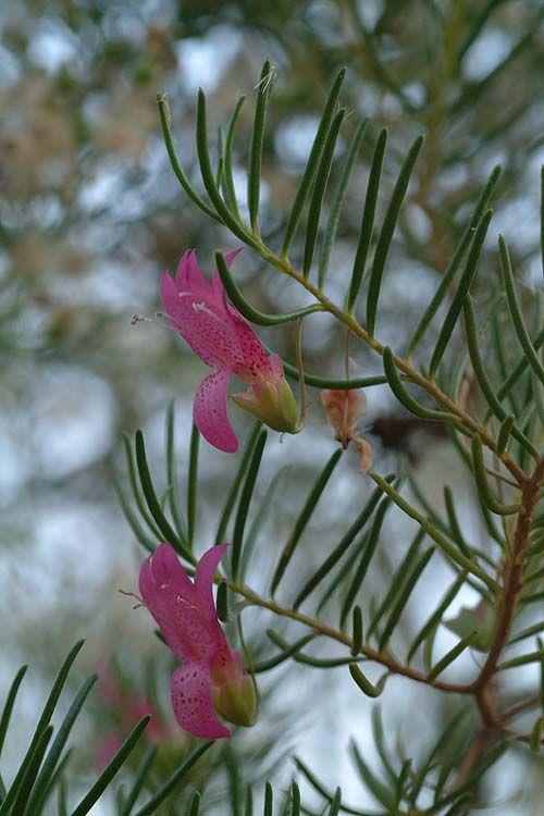 Eremophila alternifolia - Poverty Bush, Native Honeysuckle, ישימונית מסורגת, ישימונית מסורגת