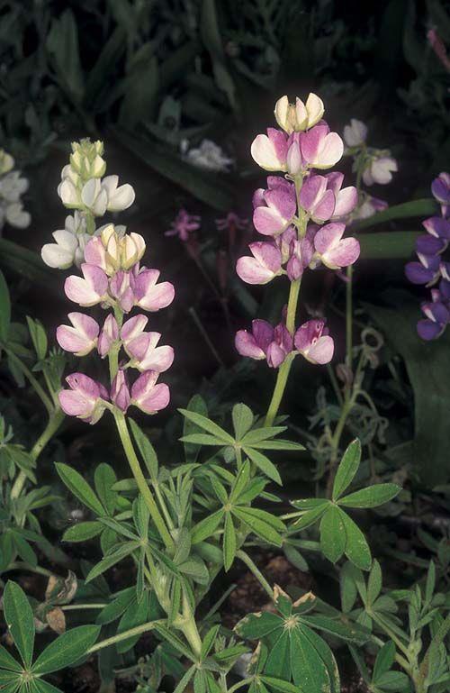 Lupinus nanus subsp. latifolius - Sky Lupin, תורמוס ננסי, תורמוס ננסי