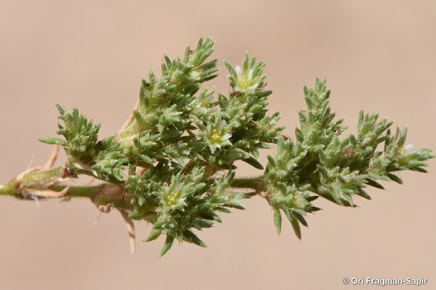Loeflingia hispanica - לפלינגיה ספרדית