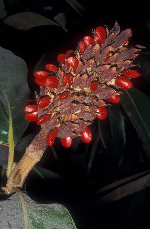 Magnolia grandiflora 'Galissonière' - Southern Magnolia, Bull Bay, מגנוליית גדולת-פרחים, מגנוליית גדולת-פרחים