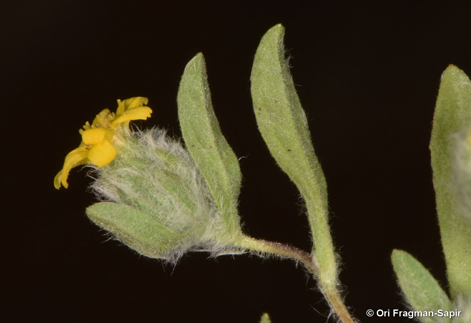 Pulicaria auranitica - פרעושית החורן, פרעושית החורן
