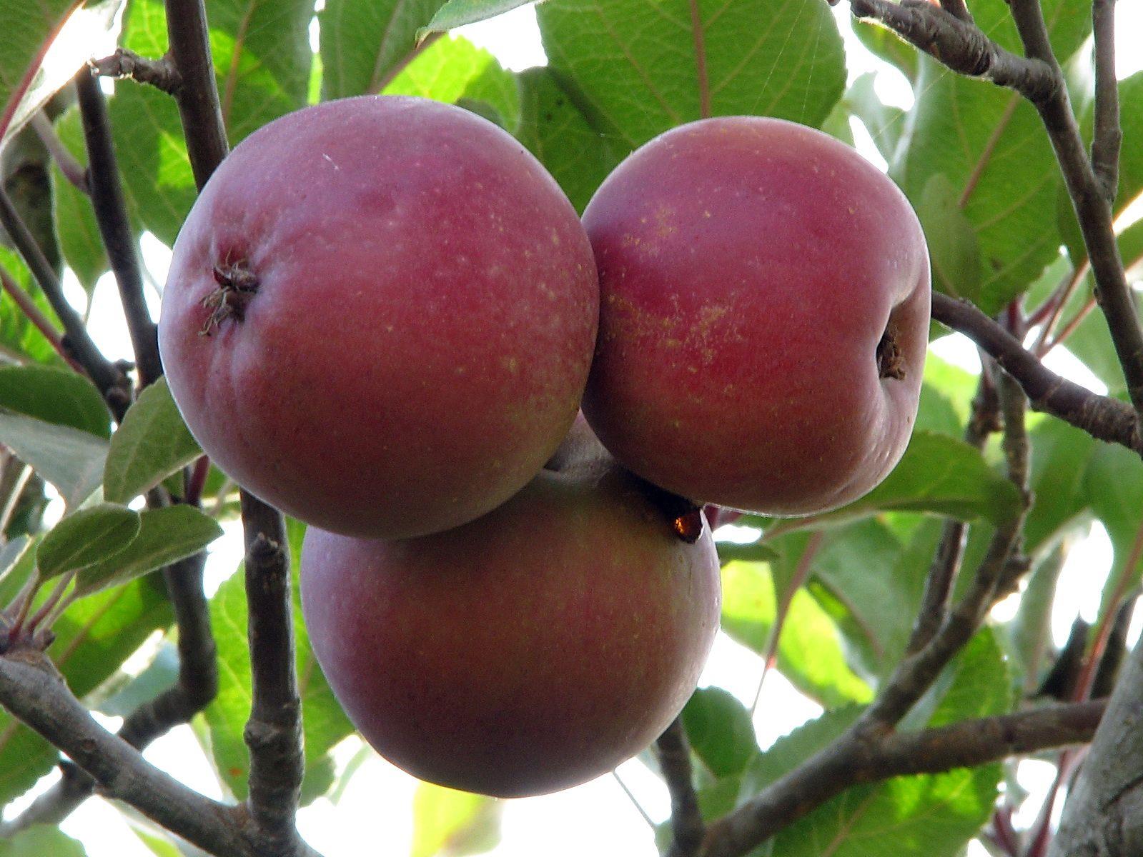 Malus sylvestris subsp. mitis - תפוח היערות, תפוח היערות