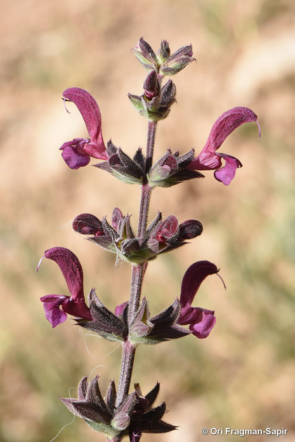 Salvia hierosolymitana dark form - Salvia hierosolymitana, מרוות ירושלים, מרוות ירושלים