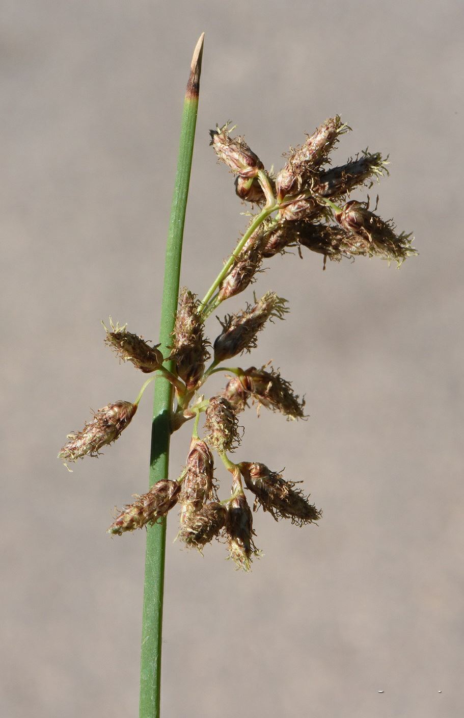 Schoenoplectus litoralis