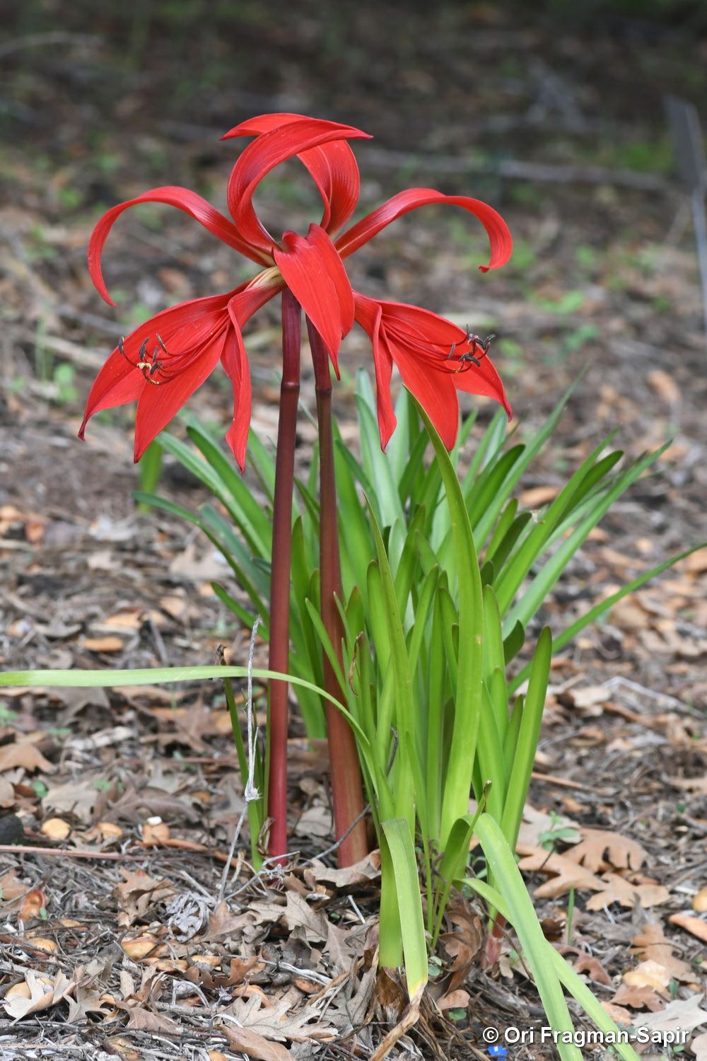 Sprekelia formosissima - Jacobean Lily, ספרקליה מפוארת, ספרקליה מפוארת