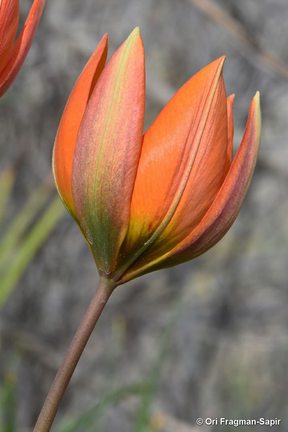 Tulipa orphanidea var. whittallii - צבעוני יתום זן ויטל, צבעוני יתום זן ויטל