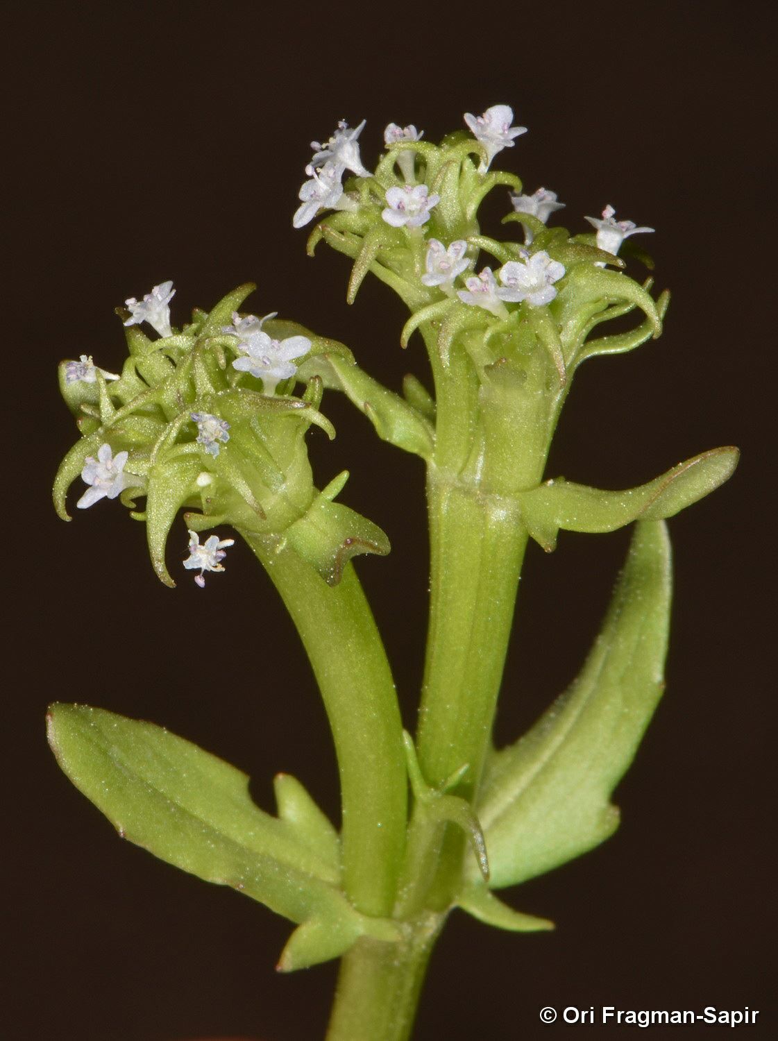 Valerianella echinata - Prickly Cornsalad, Prickly Valerian, ולריינית דוקרנית, ולריינית דוקרנית