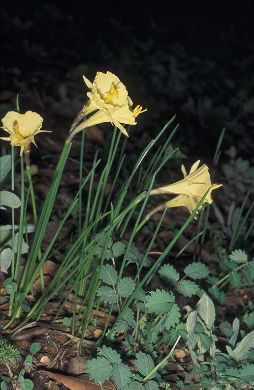 Narcissus romieuxii subsp. romieuxii var. mesatlanticus - נרקיס בצלצולי, נרקיס בצלצולי